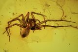 Detailed Fossil Spider (Aranea) In Baltic Amber #102792-2